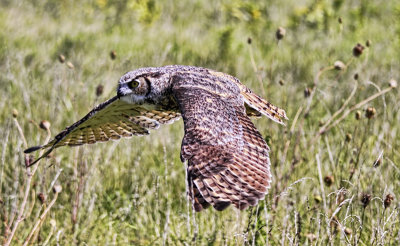 Great Horned Owl