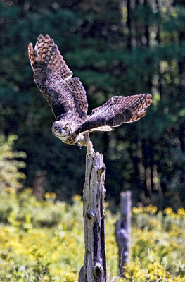 Great Horned Owl 2