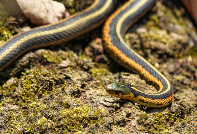 Garter Snake 