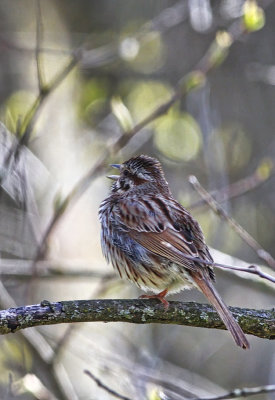 Song Sparrow 