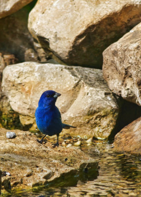 Indigo Bunting  