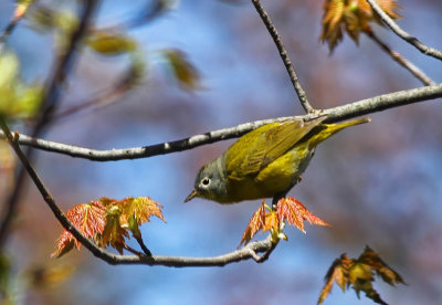 Mourning Warbler  