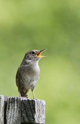 House Wren 2  