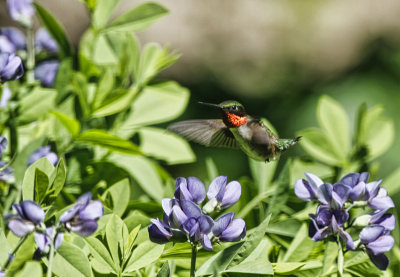 Ruby-throated Hummingbird  