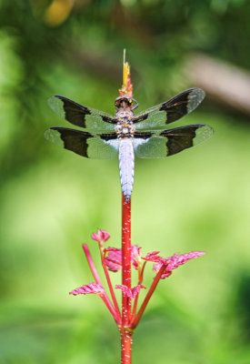 Plathemis lydia  