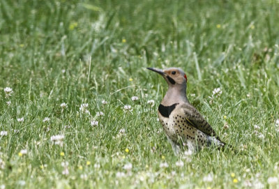 Northern Flicker  