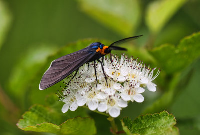 Ctenucha virginica  