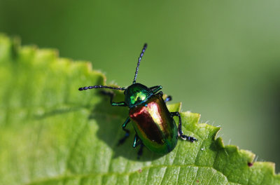 Chrysochus auratus  