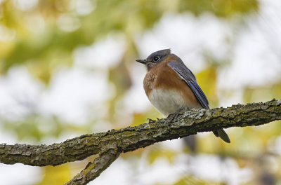 Eastern Bluebird  