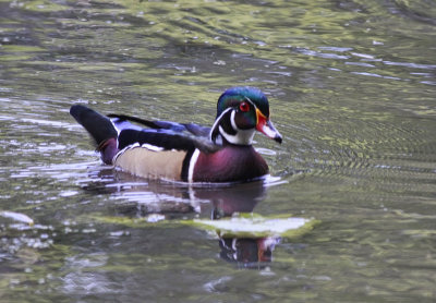 Wood Duck 