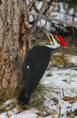 Pileated Woodpecker  