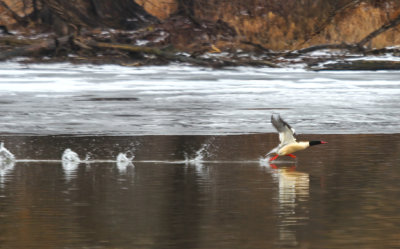 Merganser Take Off  