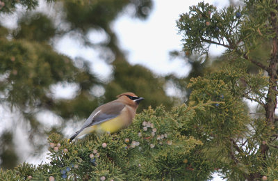 Cedar Waxwing  