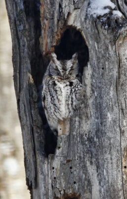 Screech Owl  