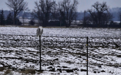 Snowy Owl  