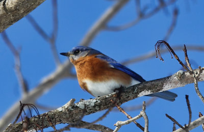 Eastern Bluebird  