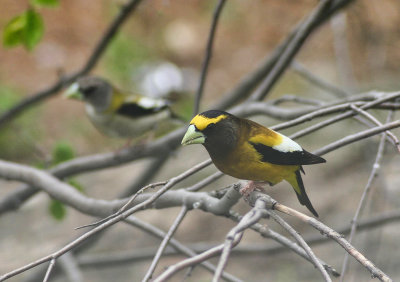 Evening Grosbeak  