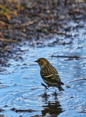 Pine Siskin  