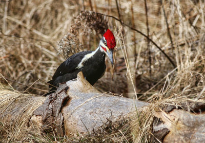 Pileated on a Log  