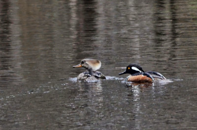 Hooded Mergansers  