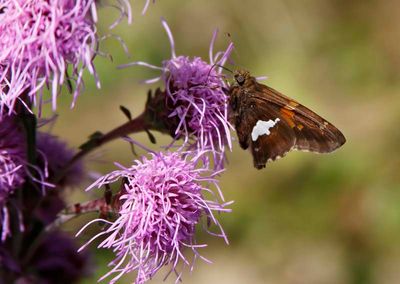 Silver-spotted Skipper