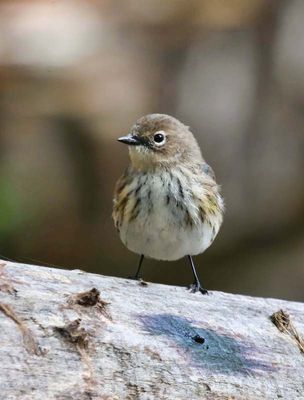 Yellow-rumped Warbler  