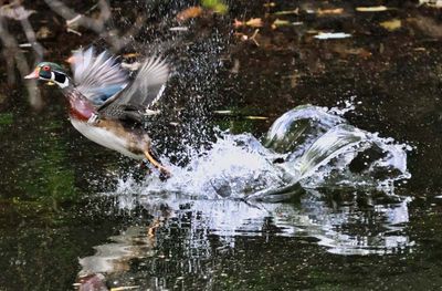 Wood Duck  