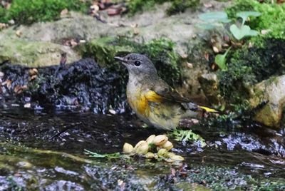 Female Redstart  