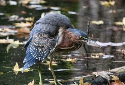 Green Herron 2  