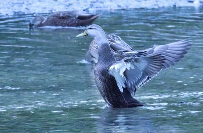 American Black Duck  