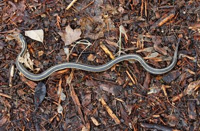 Garter Snake  