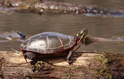 Painted Turtle 