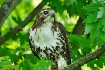 Red-tailed Hawk  