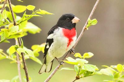 Rose-breasted Grosbeak  