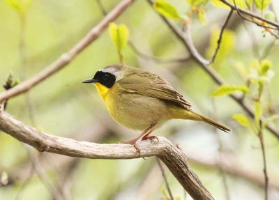 Common Yellowthroat  