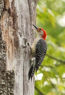 Red-bellied Woodpecker 