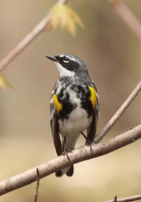 Yellow rumped Warbler  