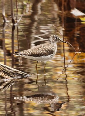 Solitary Sandpiper  