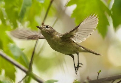 Warbling Vireo