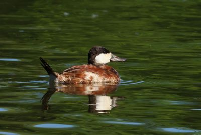 Ruddy Duck  