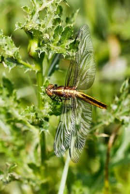 Dragonfly 