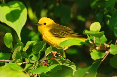 Yellow Warbler 2  