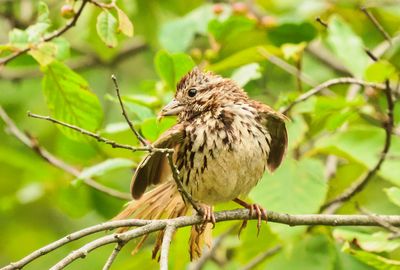 Song Sparrow  