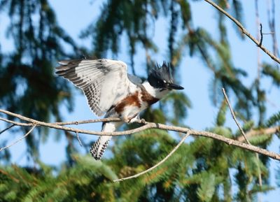 Kingfisher 