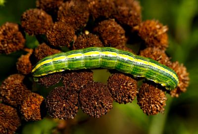 Caterpillar  