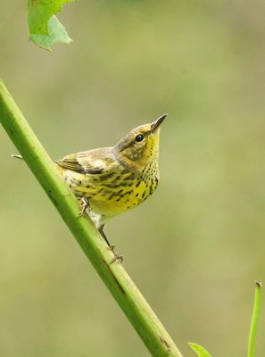 Cape May Warbler