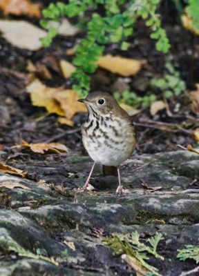 Hermit Thrush  