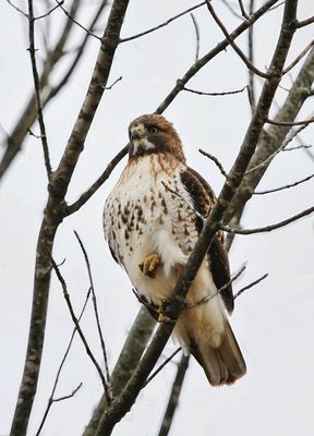 Resident Redtail 