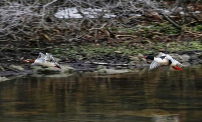 Mergansers 