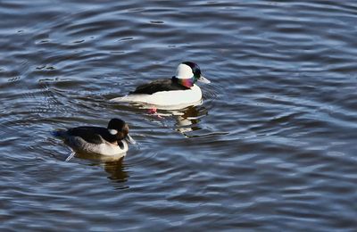 Buffleheads 